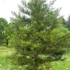 Mammoetboom-Sequoiadendron-giganteum.jpg
