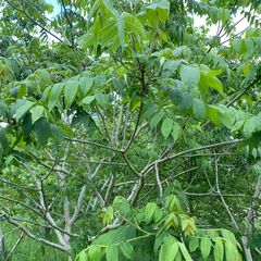 Mantsjoerijse walnootboom is meerstammig