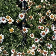 Marokkaanse margriet - Rhodanthemum 'Casablanca'