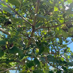 Vrucht Meidoorn - Crataegus persimilis 'Splendens'