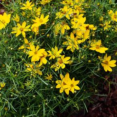 Meisjesogen - Coreopsis 'Zagreb'.jpg