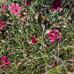 Coreopsis verticillata 'Ruby Red' 