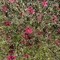 Meisjesogen - Coreopsis verticillata 'Ruby Red'