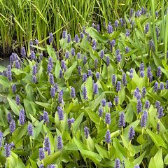 Moerashyacint - Pontederia cordata blauwe bloei