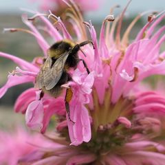 Bergamotte-Pflanze - Monarda 'Croftway Pink' lockt Bienen an