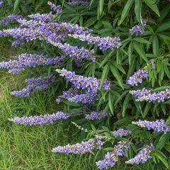 Monnikspeper - Vitex agnus castus