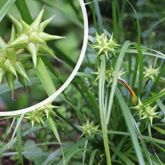 Morgenster - Carex grayi - stervormige vruchten