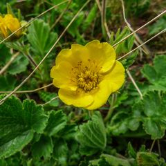 Nagelkruid-Geum-montanum.jpg