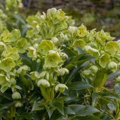 Nieskruid - Helleborus dumetorum