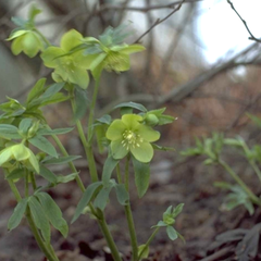 Helleborus dumetorum