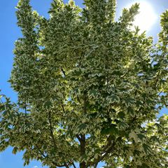 Noorse esdoorn - Acer platanoides 'Drummondii' - Bonte bladeren