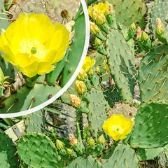 Schijfcactus - Opuntia humifusa met gele bloemen