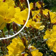 Grote, komvormige bloemen Oenothera fruticosa 'Sonnenwende'
