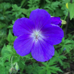 Storchenschnabel - Geranium 'Orion' Blütenfarbe blau Juni Juli