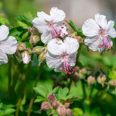 Ooievaarsbek-Geranium-cantabrigiense-biokovo.jpg