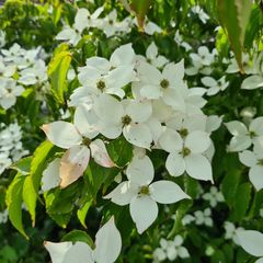 Oostamerikaanse kornoelje - Cornus florida