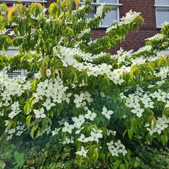 Oostamerikaanse kornoelje - Cornus florida