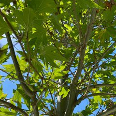 Oosterse plataan - Platanus orientalis var. cuneata