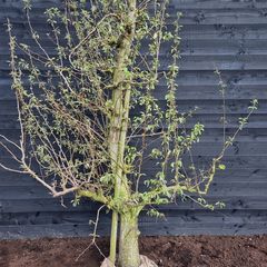 Oude perenboom - 001 - dit is de boom die u ontvangt