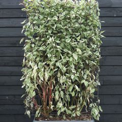 Fertige Cornus alba 'Elegantissima' Hecke - 180x120 cm