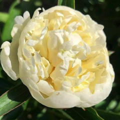 witte bloem Paeonia Duchesse de Nemours