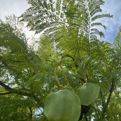 Zaden van de Jacaranda mimosifolia