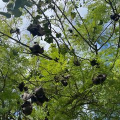 Palissanderboom - Jacaranda mimosifolia na de bloei