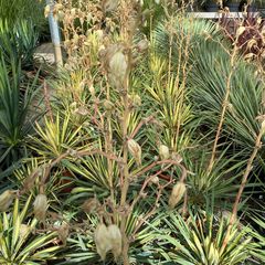 Palmlelie - Yucca filamentosa 'Color Guard' in bloei