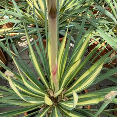 Palmlelie - Yucca filamentosa 'Color Guard'