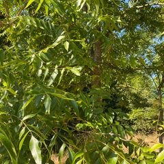 Pecannoot-Carya-illinoinensis-blad.jpeg