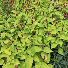 Persicaria - Duizendknoop.jpg