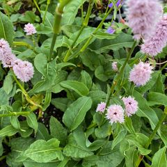 Persicaria bistorta 'Superba'