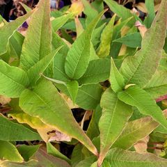 Persicaria polymorpha