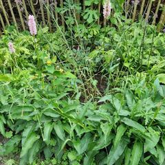 Persicaria tuinplanten