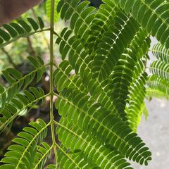 Persischer Schlafbaum - Albizia julibrissin
