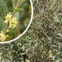 Steenlinde - Phillyrea angustifolia met detail