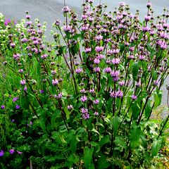 Phlomis tuberosa 'Bronze Flamingo'