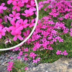 Vlambloem - Phlox douglasii 'Crackerjack'