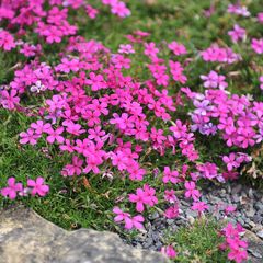 Vlambloem - Phlox douglasii 'Crackerjack' - Bloei