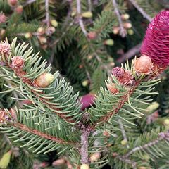 Picea abies 'Acrocona' Fijnspar met rode kegels