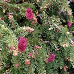 Picea abies 'Acrocona' - Fijnspar