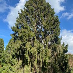 Picea engelmannii - Engelmann's spar 
