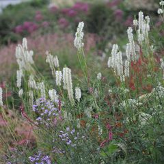 Pimpernel - Sanguisorba Canadensis wit bloeiende prairieplant