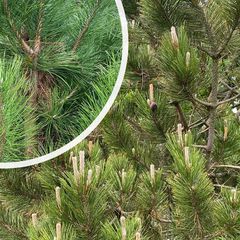 Zwarte den - Pinus nigra 'Nigra' met detail naalden