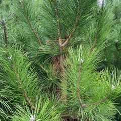 Zwarte den - Pinus nigra 'Nigra' (foto November)