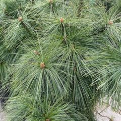 Zilver/blauwgroene naalden Dwergden - Pinus x schwerinii 'Wiethorst'