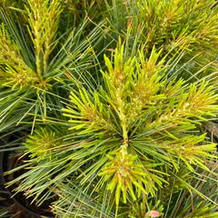 Pinus strobus 'minima'