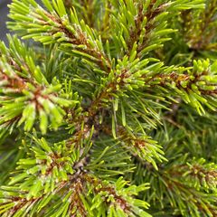 Detail Kiefer - Pinus uncinata 'Grüne Welle'