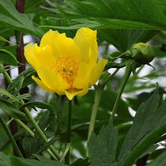 Pioenroos - Paeonia lutea 'Yellow Queen'