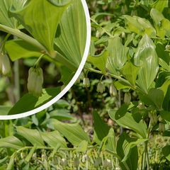 Garten-Salomonsiegel - Polygonatum x hybridum 'Weihenstephan' Blütenstand
